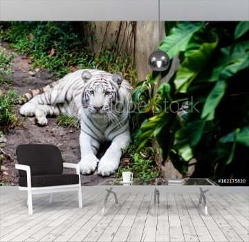 Picture of White tiger Panthera tigris tigris in captivity